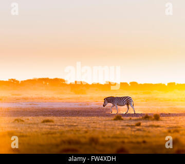 Zebra al tramonto in Botswana, in Africa con la splendida luce del tramonto Foto Stock