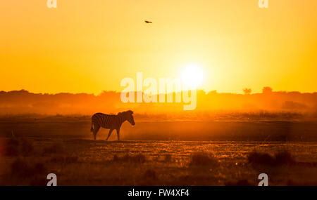 Zebra al tramonto in Botswana, in Africa con la splendida luce del tramonto Foto Stock