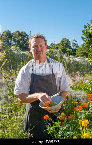 Aaron Carr, capo chef Vasse Felix, è la raccolta di fiori commestibili per decorare i suoi piatti, Margaret River, Australia occidentale Foto Stock