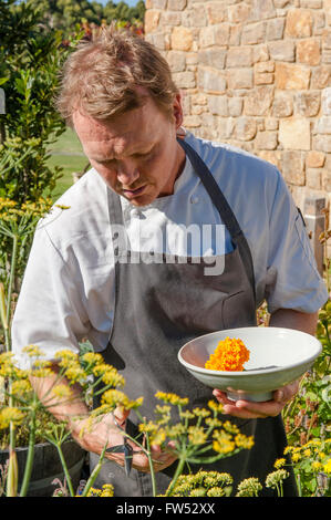 Aaron Carr, capo chef Vasse Felix, è la raccolta di fiori commestibili per decorare i suoi piatti, Margaret River, Australia occidentale Foto Stock