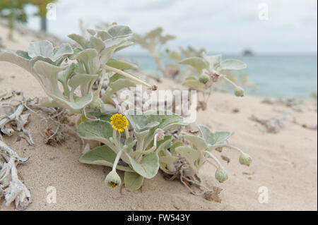 Fioritura tipica vegetazione delle dune di Capo Leeuwin-Naturaliste Parco Nazionale Foto Stock