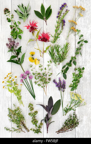 Fresca selezione di erbe utilizzate in alternativa naturale medicina e anche per fini culinari su distressed bianco sullo sfondo di legno Foto Stock