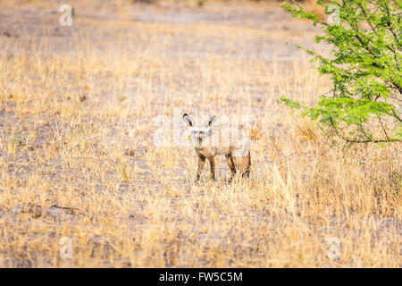 Bat-eared Fox (Otocyon megalotis) con grandi orecchie, Sandibe Camp, mediante la Moremi Game Reserve, Okavango Delta, il Kalahari, Botswana, Africa Foto Stock