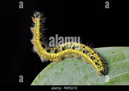 Caterpillar di seta di filatura sulla lamina Foto Stock