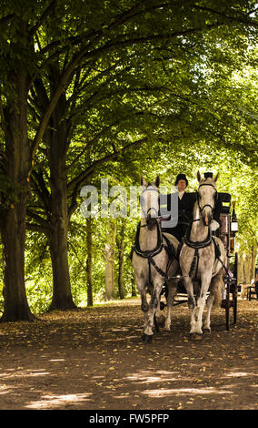 Pullman vittoriano, con cavalli bianchi e driver in top hat, avvicinando attraverso il viale di alberi, Kenwood House, London Hampstead Foto Stock