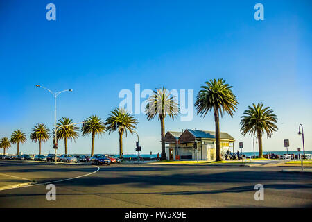 Palme lungo il lungomare di Albert Park di Melbourne Australia Foto Stock