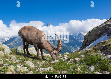 Stambecco delle Alpi (Capra ibex) in Mont Blanc - Francia Foto Stock