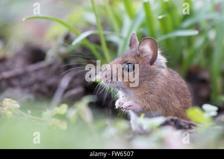 Casa mouse (Mus musculus), ritratto, Hesse, Germania Foto Stock