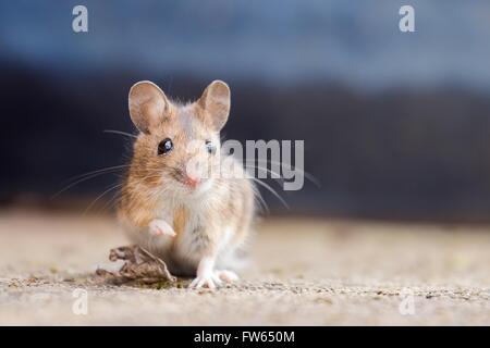 Casa mouse (Mus musculus), Ritratto, Hesse, Germania Foto Stock