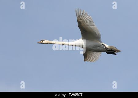 Flying Cigno (Cygnus olor) contro un cielo blu, Hesse, Germania Foto Stock