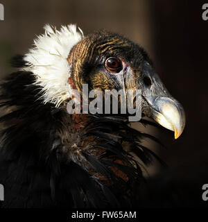 Condor andino (Vultur gryphus), femmina, ritratto, captive Foto Stock