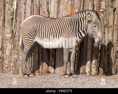 Una di Grevy zebra (Equus grevyi) mimetizzata contro una recinzione fatta da log Foto Stock