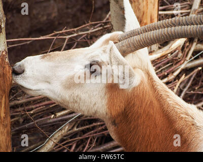 In prossimità della testa di un Scimitar-cornuto oryx (Oryx dammah) Foto Stock