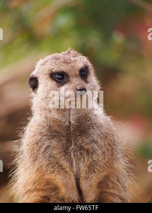 Un Meerkat (Suricata suricatta) dei messaggi di avviso Foto Stock