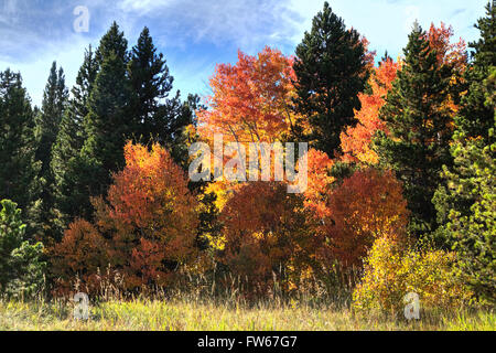 Red vacilla Aspen alberi Foto Stock