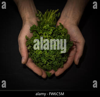 Un mazzetto di bella fresca prezzemolo organico essendo mantenuto su uno sfondo nero. Foto Stock