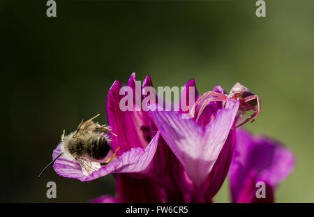 Il ragno granchio, Thomisus onustus, accanto alla preda ape solitaria, su Pink Butterfly Orchid, Orchis papilionacea, Andalusia, Spagna. Foto Stock