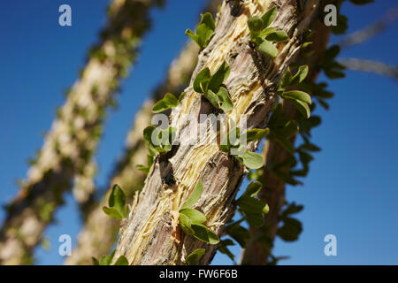 Ocotillo Cactus, Fouquieria splendens, a Joshua Tree National Park, Palm Springs, California, Stati Uniti d'America Foto Stock