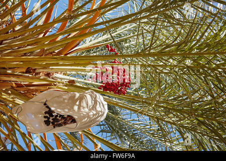 Data la coltivazione con la Cina Ranch Data Farm, Tecopa, CALIFORNIA, STATI UNITI D'AMERICA Foto Stock