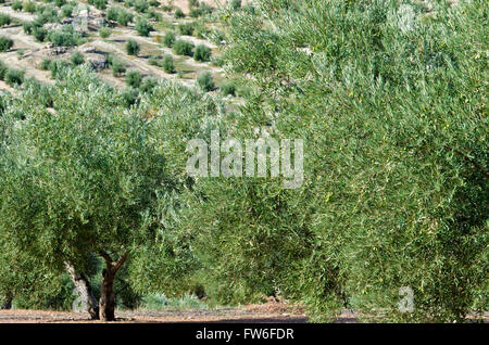 Oliveti in Andalusia Foto Stock