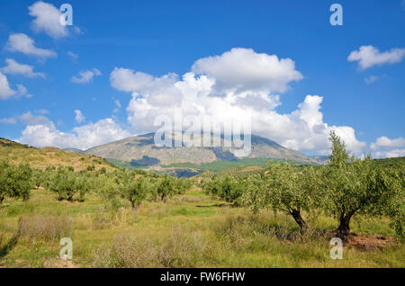 Oliveti in Jaen e Sierra Magina, andalusia Foto Stock