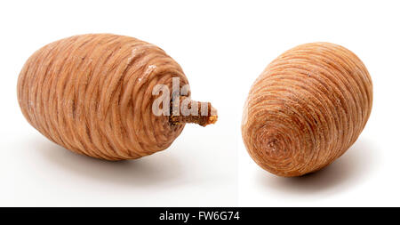 Cono di pini isolati su sfondo bianco Foto Stock