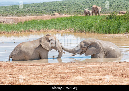 Due giovani elefanti giocando in un fangoso waterhole Foto Stock