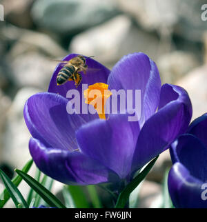 Biene; Anflug Krokus;;; Apis mellifera Foto Stock