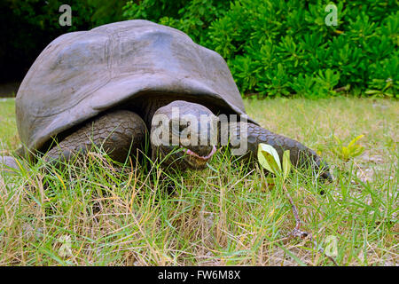 Aldabra-Riesenschildkroeten (Geochelone gigantea), endemisch, Insel Curieuse, Seychellen Foto Stock