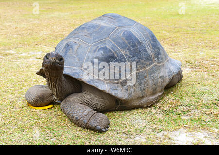 Aldabra-Riesenschildkroeten (Geochelone gigantea), endemisch, Insel Curieuse, Seychellen Foto Stock