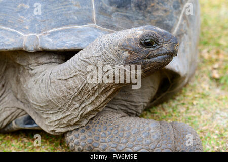 Aldabra-Riesenschildkroeten (Geochelone gigantea), endemisch, Insel Curieuse, Seychellen Foto Stock