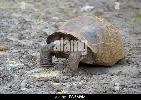 Aldabra-Riesenschildkroeten (Geochelone gigantea), endemisch, Insel Curieuse, Seychellen Foto Stock