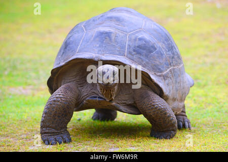 Aldabra-Riesenschildkroeten (Geochelone gigantea), endemisch, Insel Curieuse, Seychellen Foto Stock