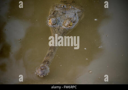 Gharial giovane Coccodrillo a Chitwan il Parco Nazionale Centro di allevamento in Nepal Foto Stock