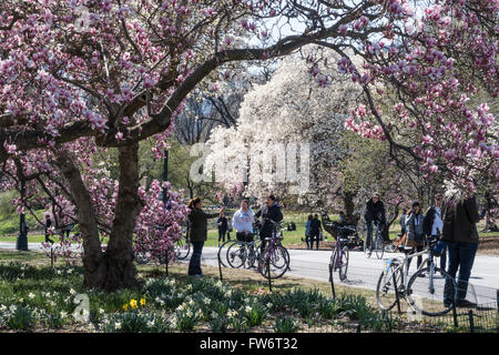 In primavera gli alberi con fiori nel Central Park di New York Foto Stock