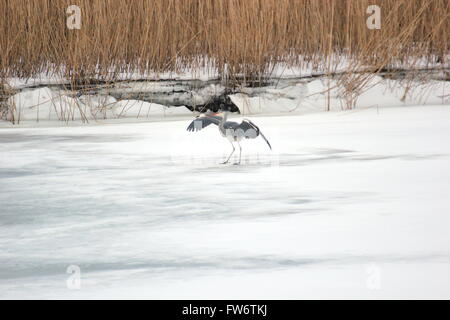 Airone cenerino atterraggio sul fiume congelato Ryck in Greifswald,. Meclenburgo-pomerania Occidentale, Germania. Foto Stock