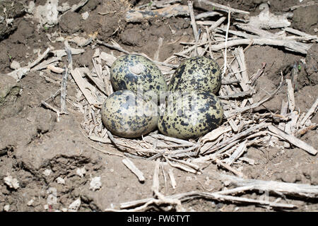 Vanellus vanellus. Il nido di Pavoncella in natura. Foto Stock