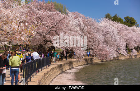 WASHINGTON, DC, Stati Uniti d'America - Le persone godono di ciliegi in fiore all Tidal Basin. Foto Stock