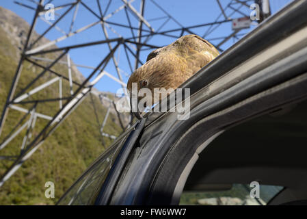 Nuova Zelanda pappagallo alpino, Kea, Nestor notabilis, picking in gomma sul finestrino di un'automobile Foto Stock