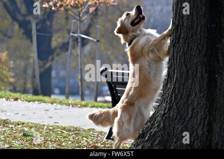 Il golden retriever nel parco Foto Stock