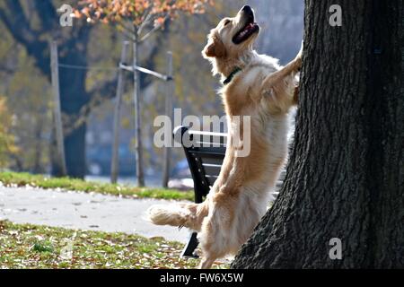 Il golden retriever nel parco Foto Stock