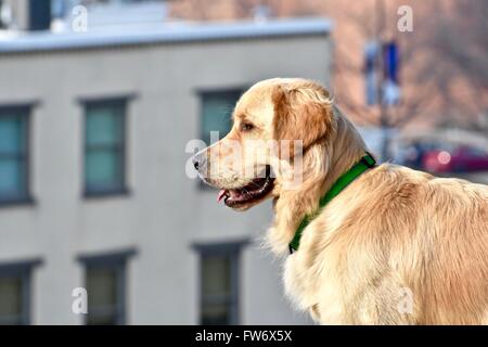 Il golden retriever nel parco Foto Stock