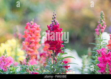 Snap dragon (Antirrhinum majus) in fiore nel giardino Foto Stock