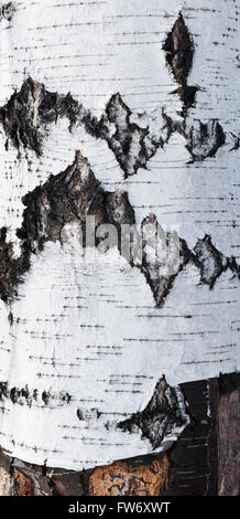 Immagine ravvicinata della corteccia di betulla Foto Stock