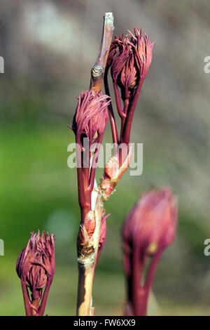 Peonie di alberi Paeonia suffruticosa, appena fogliame che si allontana in primavera, Peony foglie da vicino Foto Stock