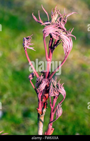 Albero di peonie Paeonia suffruticosa, di recente il fogliame germogliare in primavera, Peonia lascia Foto Stock