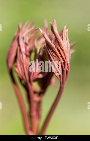 Peonie di alberi Paeonia suffruticosa, appena fogliame che si allontana in primavera, Peony foglie da vicino Foto Stock