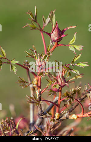 Peonie degli alberi Paeonia suffruticosa, appena fogliame che si allontana nelle prime foglie di peonia primaverile Foto Stock