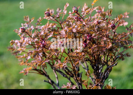 Albero di peonie Paeonia suffruticosa, di recente il fogliame germogliare in primavera, Peonia fogliame esce Foto Stock