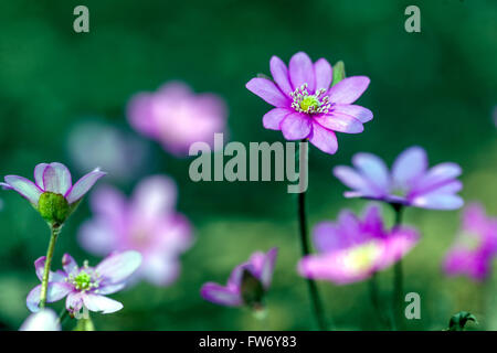 Hepatica nobilis, Kidneywort, Liverleaf o Liverwort fioritura in primavera hepatica rosa Foto Stock